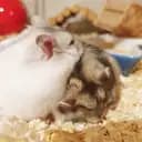 Hamsterminna