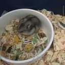 hamster.Harry