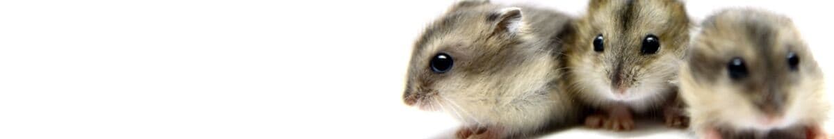 Hamster iFokus