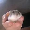 Linasoo