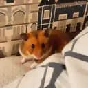 Hampusthehamster