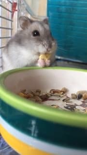 Hamster.lakrits