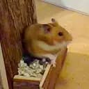 VärldensSötasteHamster🥰💖😍