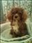 charlie_mini