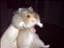 Totte-