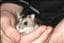 Agouti-Camila