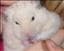 TeamHamster