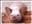 Floo