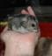 RoyalHamsters