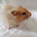 Linnea_Nemo