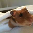 Jelly the hamster