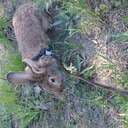 AnimalLover!