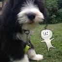apportbocken